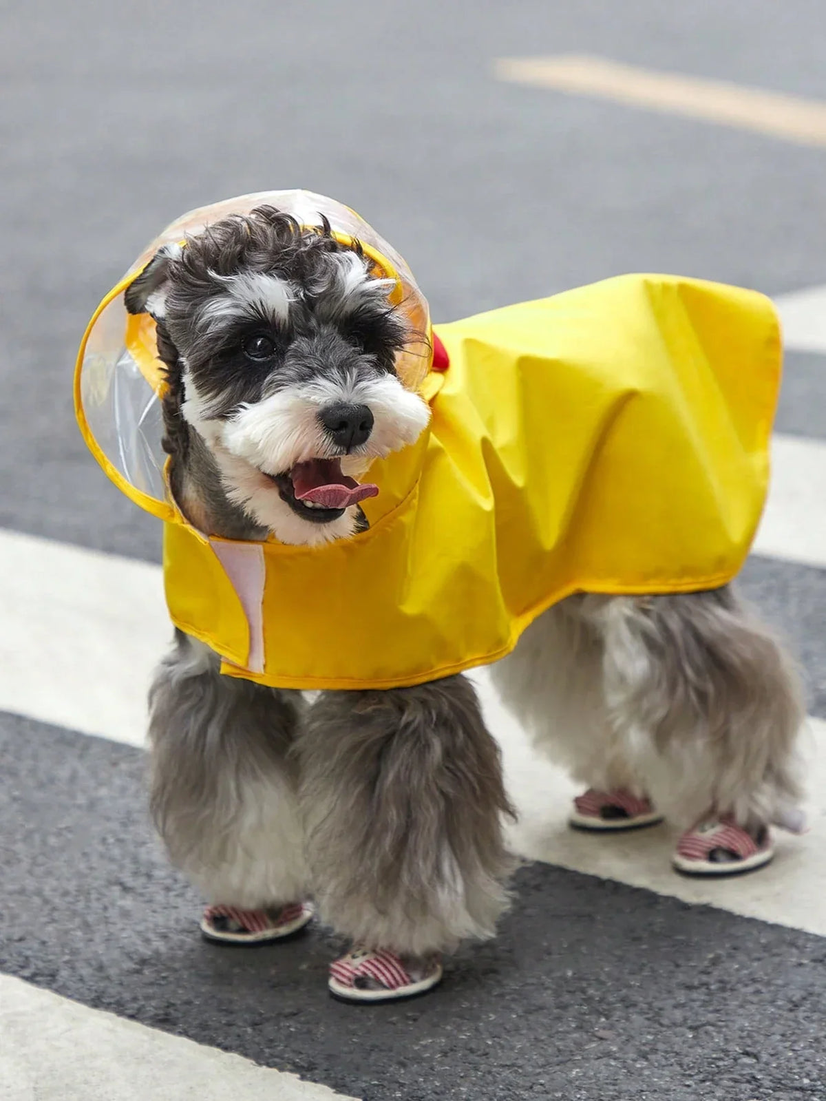 PETSIN Cartoon Chicken Pet Raincoat