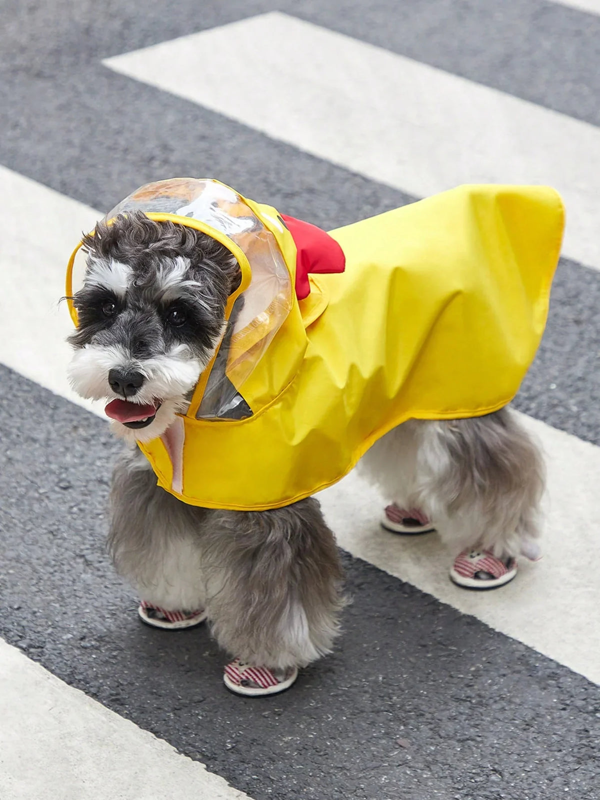 PETSIN Cartoon Chicken Pet Raincoat