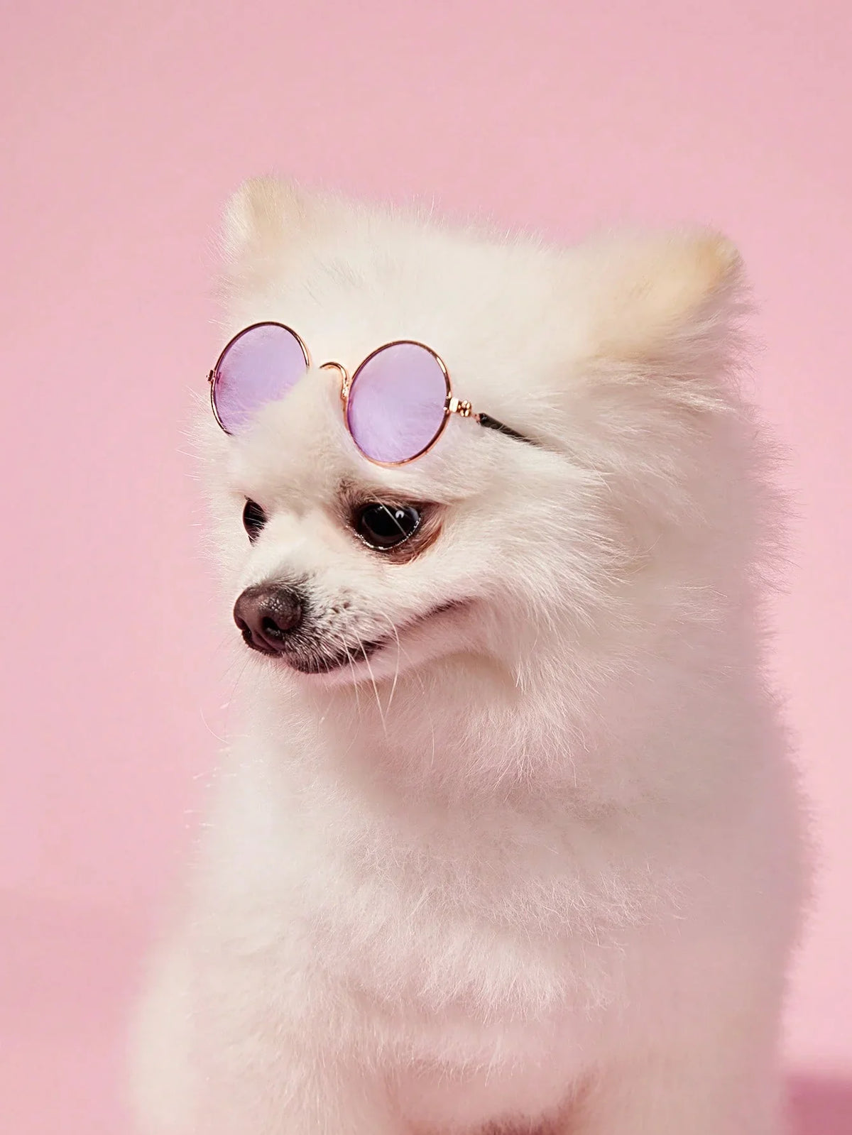 PETSIN Hip-Hop Pet Sunglasses